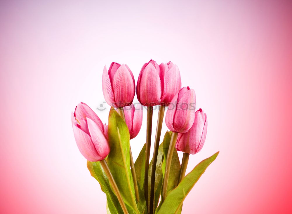 Similar – Image, Stock Photo Beautiful fresh tulips