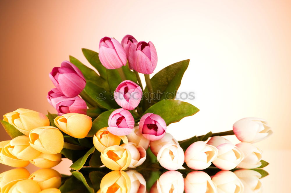 Similar – Wet Pink Tulip Flowers In Vase