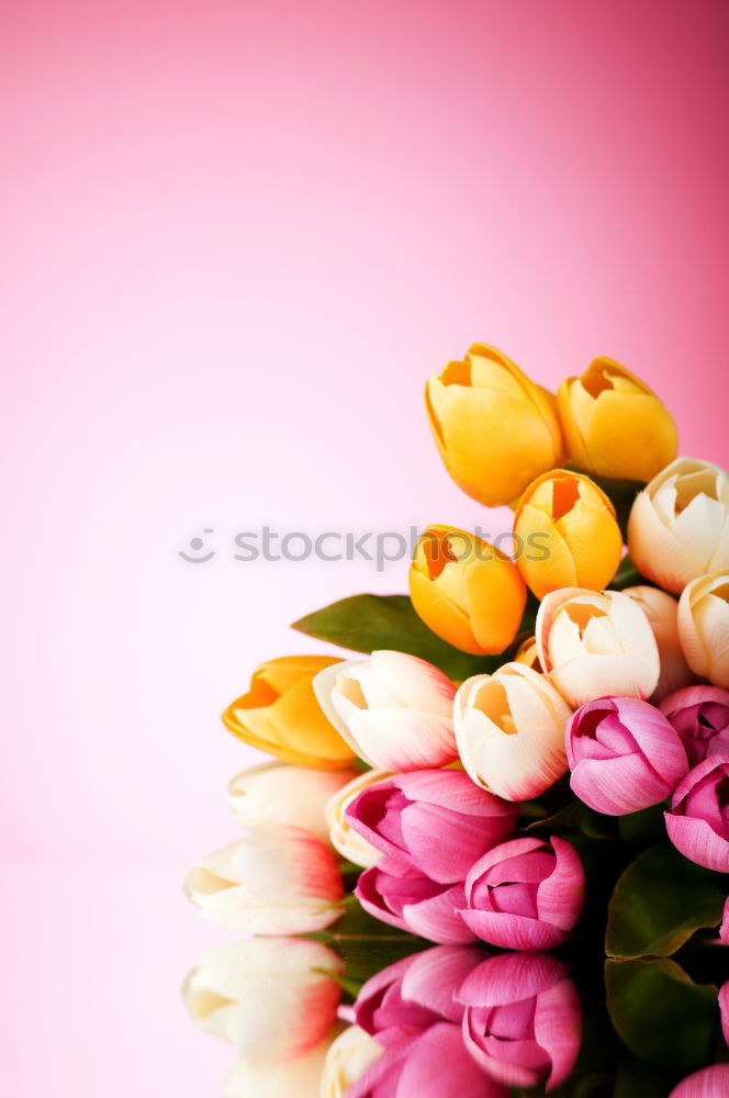 Similar – Image, Stock Photo Mother’s Day Flower Credit