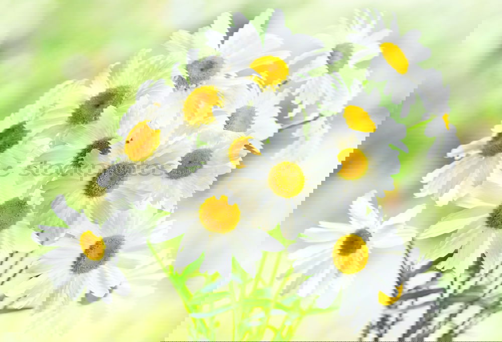Similar – Image, Stock Photo Daffodils in the field