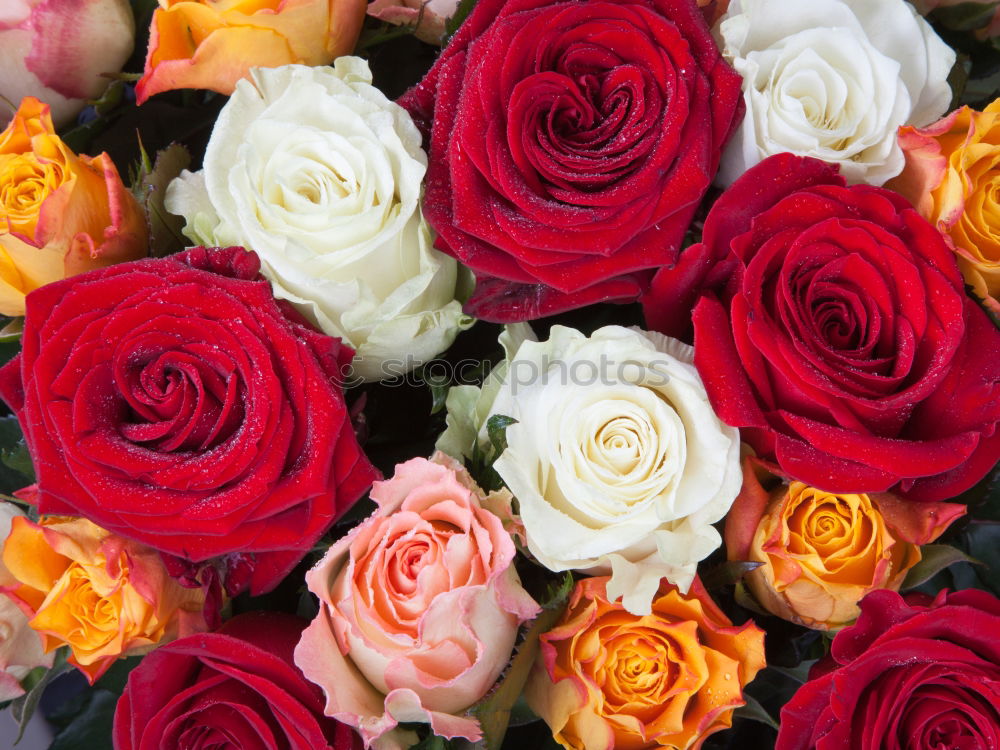 Similar – Image, Stock Photo Flower bouquet. Plant Rose