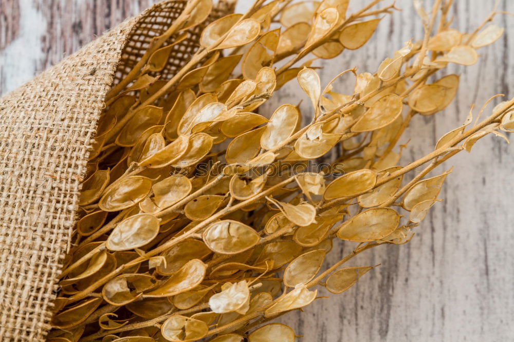 Similar – Image, Stock Photo Why Zen? Wheat Moonlight