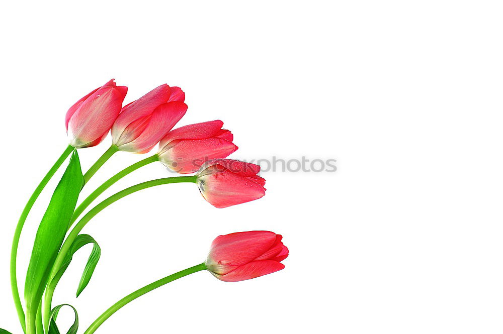 Similar – Image, Stock Photo tulipa Senses Mother’s Day