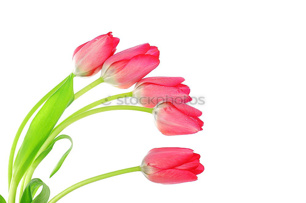 Similar – Image, Stock Photo tulipa Senses Mother’s Day