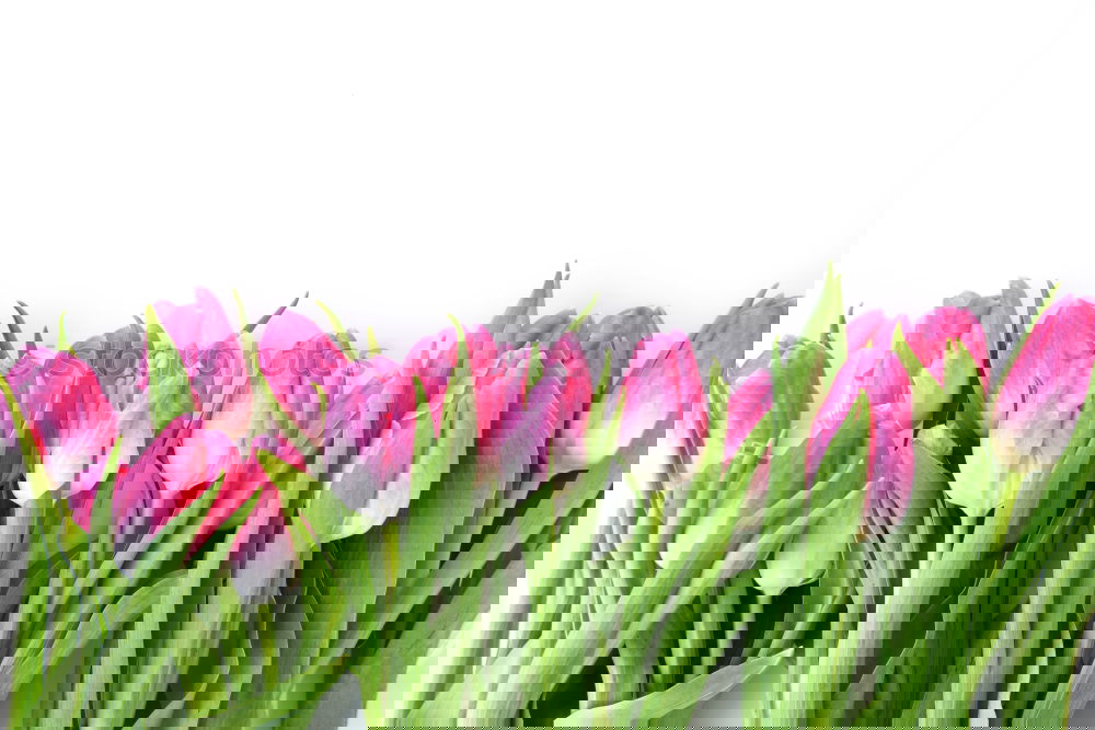 Similar – Image, Stock Photo Pink tulips on wooden table