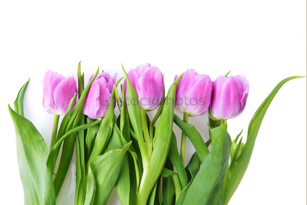 Similar – Tulip flowers on wooden background