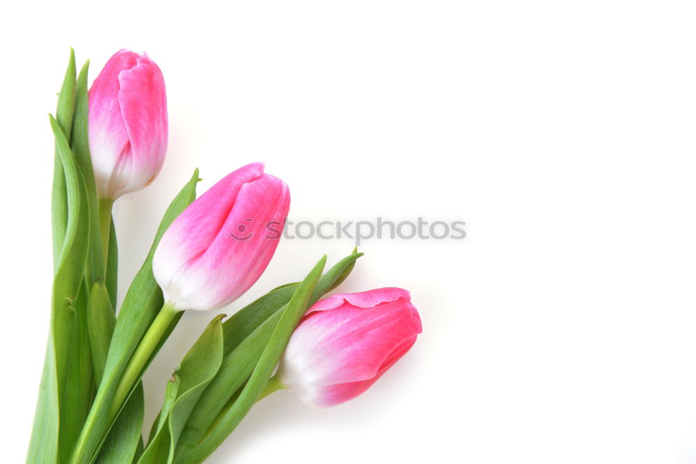 Similar – Tulip flowers on bright wood