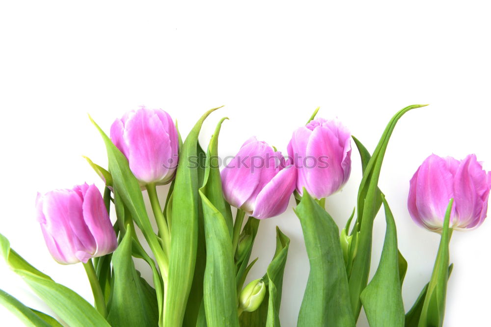 Tulip flowers on wooden background