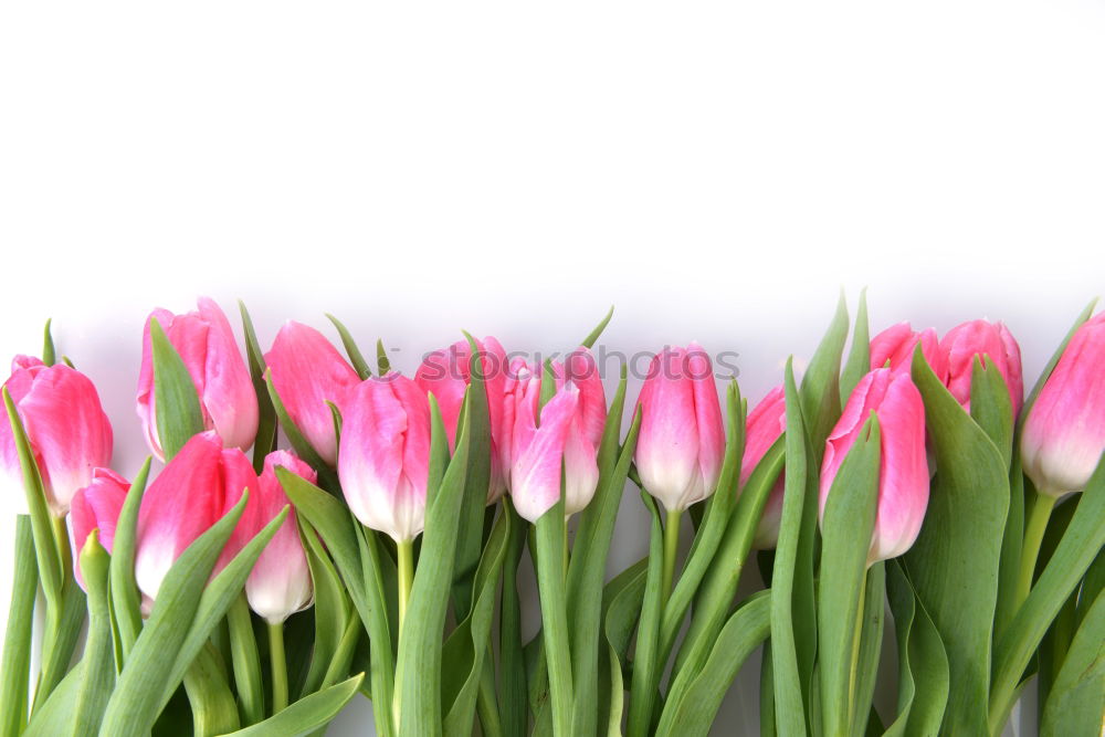 Similar – Tulip flowers on wooden background