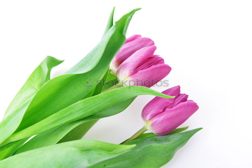 Similar – Image, Stock Photo Hello Spring Plant Bright