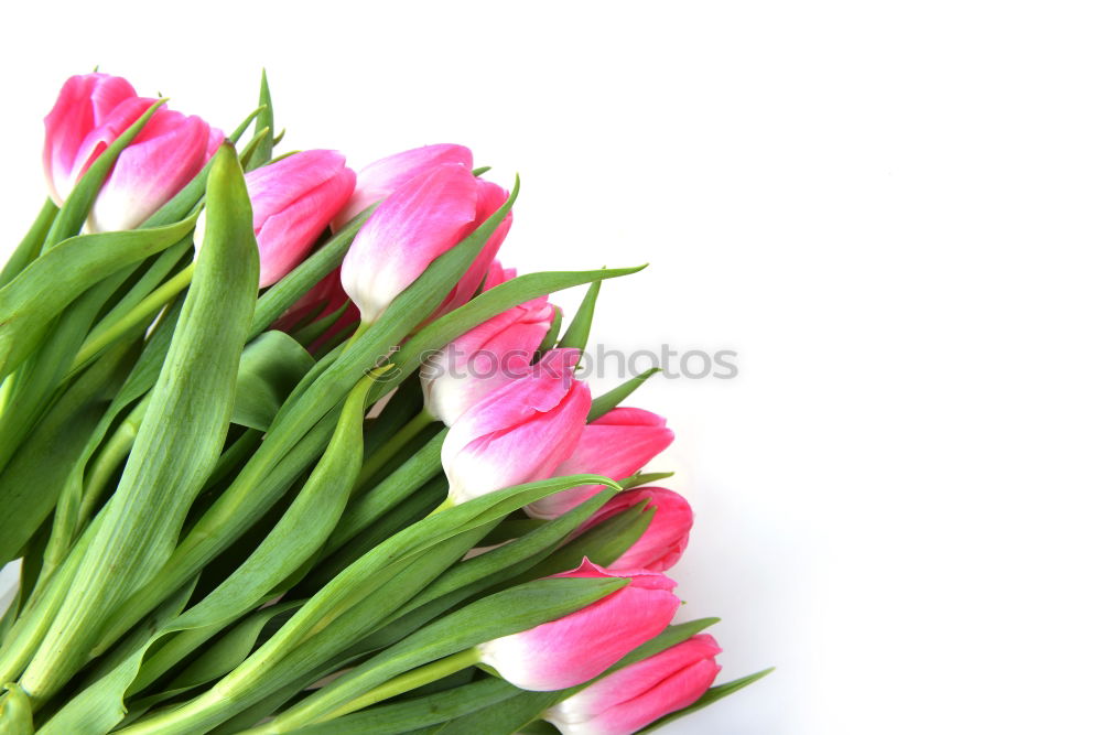 Similar – Image, Stock Photo Hello Spring Plant Bright