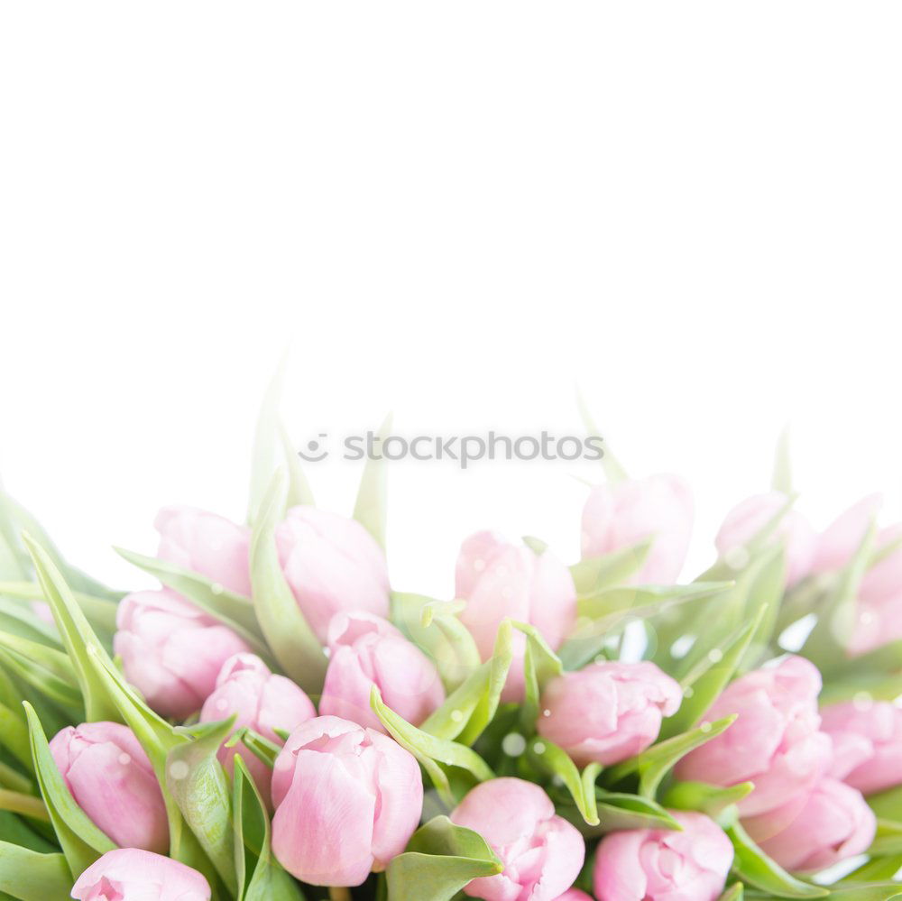 Similar – Image, Stock Photo Pink tulips on white background