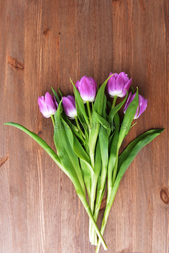 Similar – Image, Stock Photo love of flowers Plant