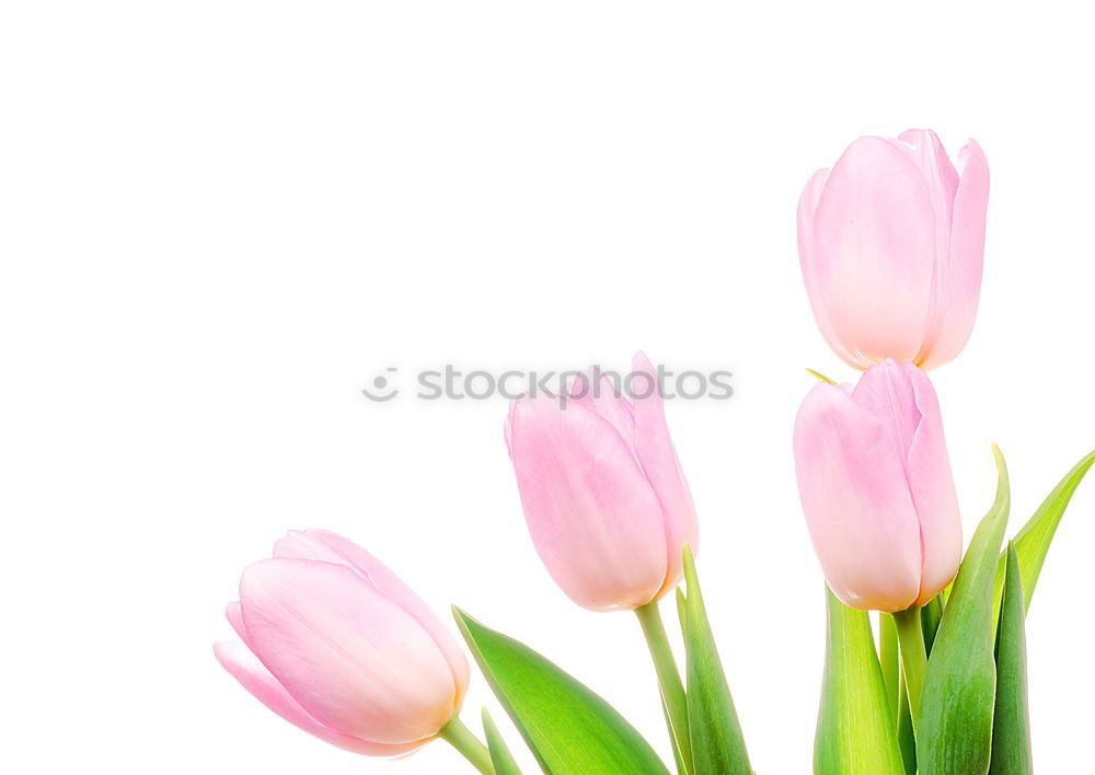 Similar – Tulip flowers on bright wood