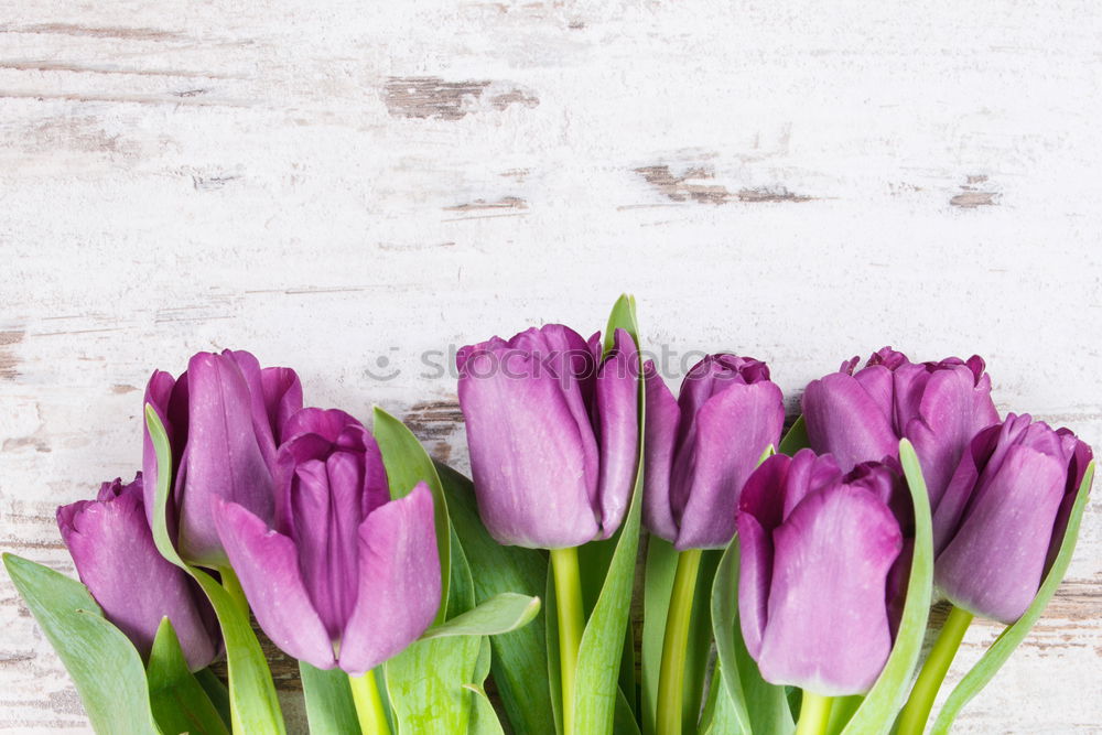 Similar – Tulip flowers on bright wood