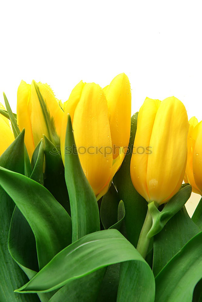 Similar – Foto Bild Tulipa Tulpe Blumenstrauß