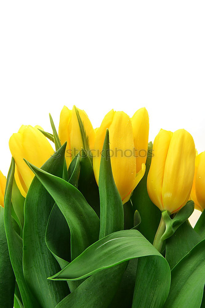 Similar – Foto Bild Tulipa Tulpe Blumenstrauß