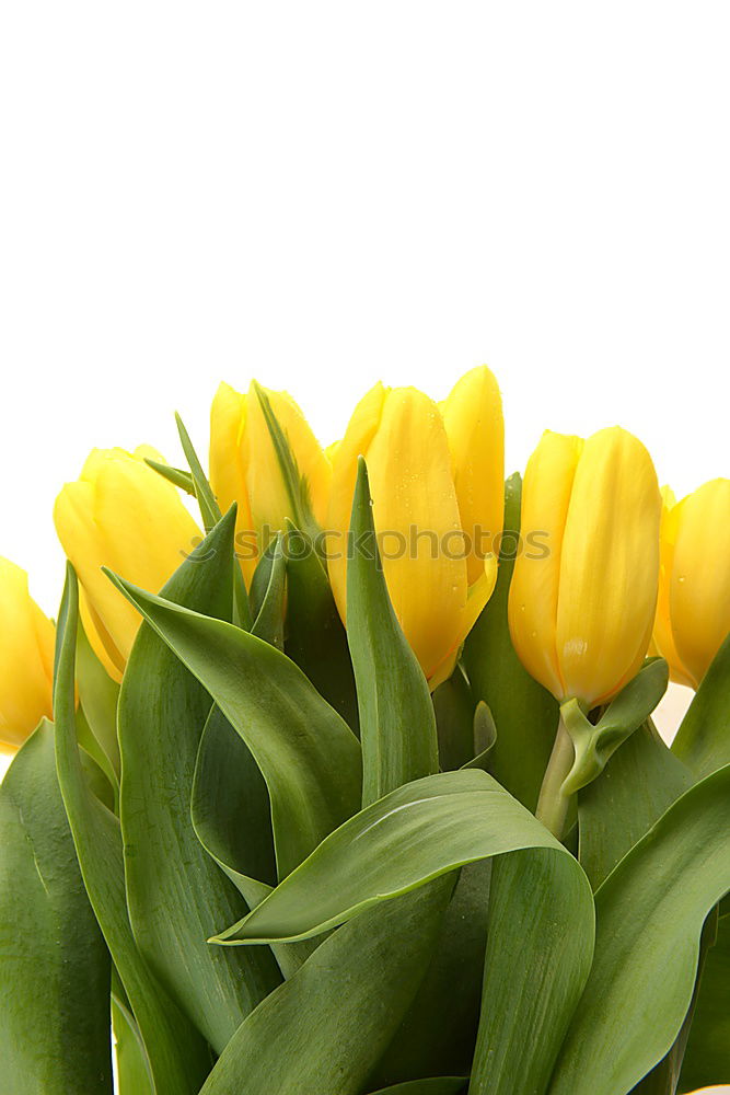 Similar – Foto Bild Tulipa Tulpe Blumenstrauß