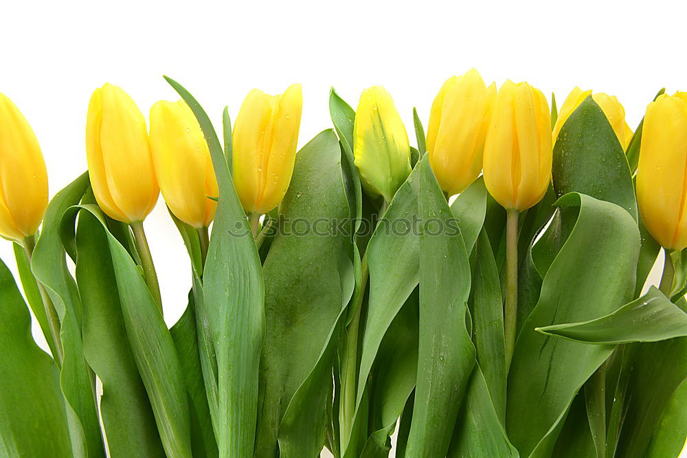 Similar – Foto Bild Tulipa Tulpe Blumenstrauß