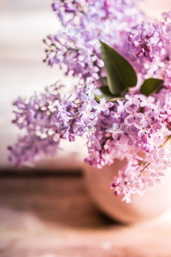 Similar – Aromatherapy, wellness and spa with lilac flowers