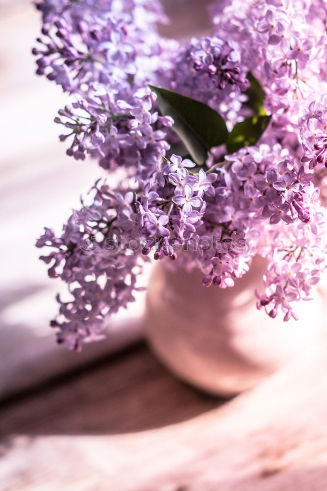 Similar – Image, Stock Photo Branch of a purple lilac