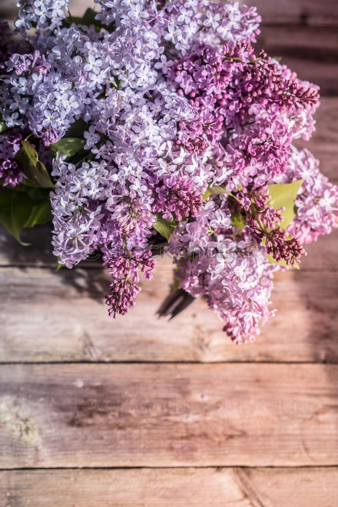 Similar – Image, Stock Photo Branch of a purple lilac