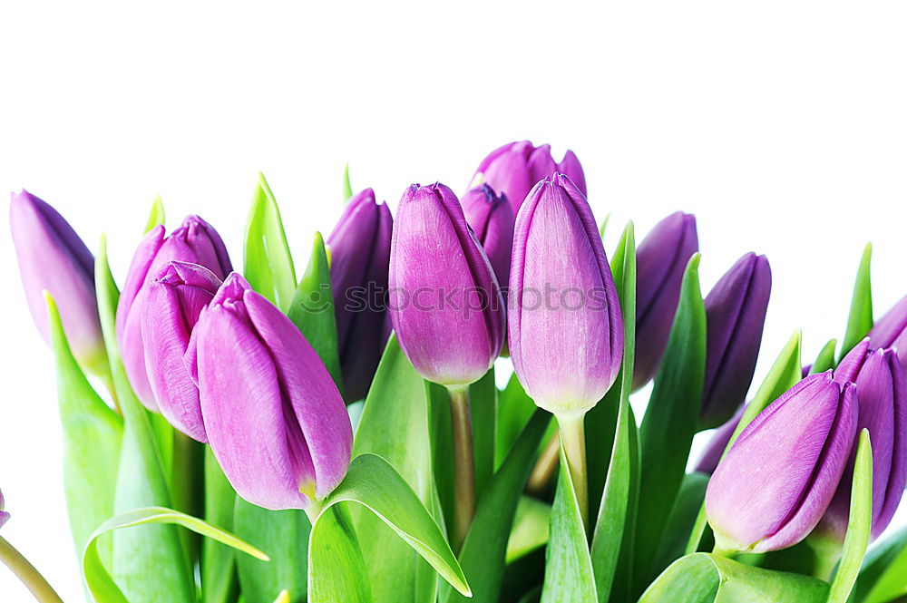 Similar – Tulip flowers on wooden background