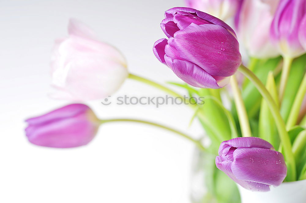 Similar – tulips Nature Spring