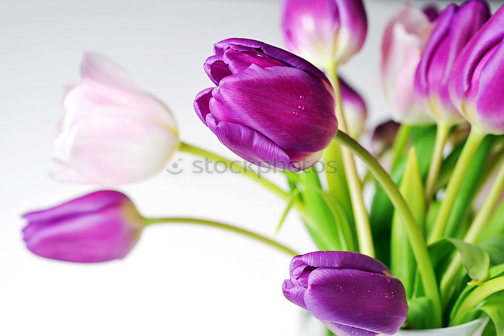 Similar – Image, Stock Photo sunday flowers Elegant