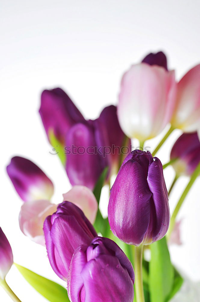 Similar – Spring greeting Tulips purple red yellow