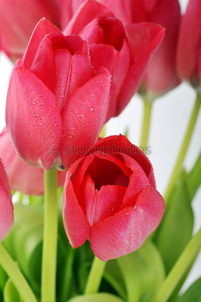 Similar – spring flowers Plant