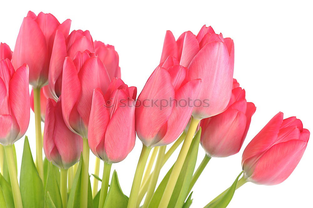 Similar – TuliPane Tulip Flower Red