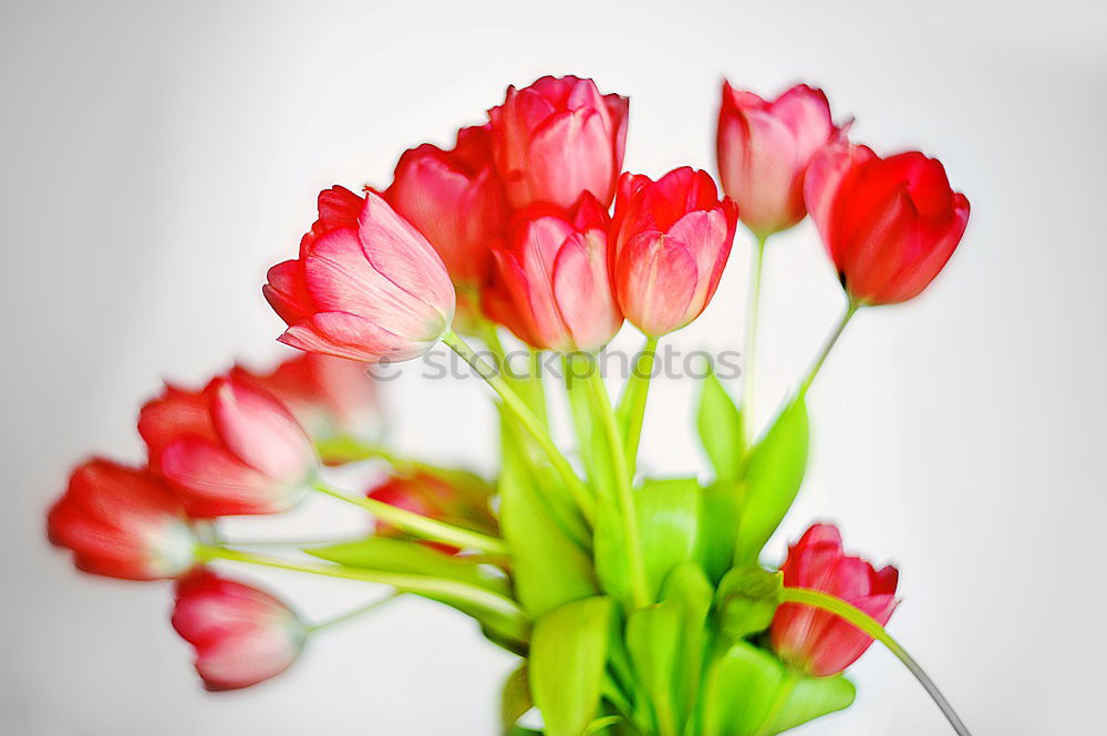 Similar – Image, Stock Photo Tulips inside II