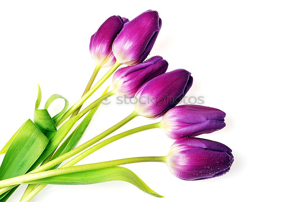 Similar – Image, Stock Photo Pretty tulips on white background