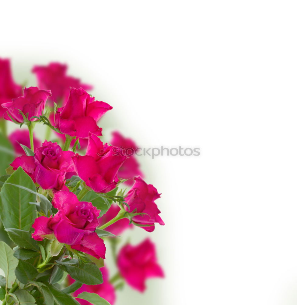 Similar – Image, Stock Photo setting flowers Lifestyle