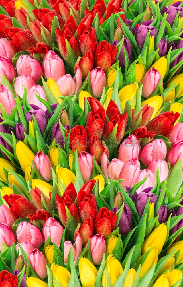 Similar – Foto Bild Tulpen ohne Ende Blume