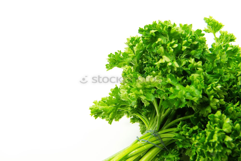 Similar – Image, Stock Photo parsley Parsley