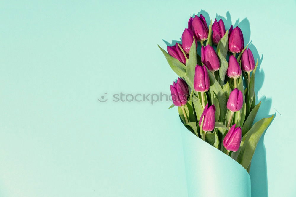 Similar – Beautiful ranunculus flowers on light blue background