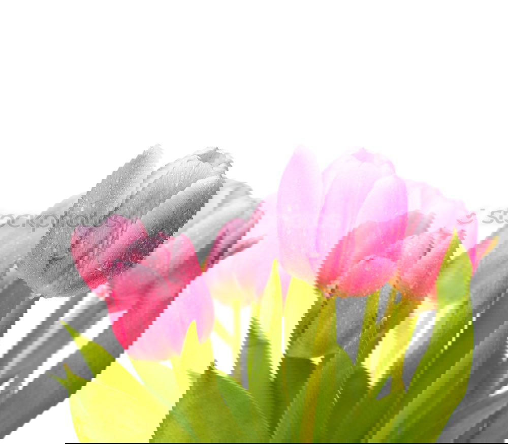 Similar – Image, Stock Photo Pink tulips on wooden table