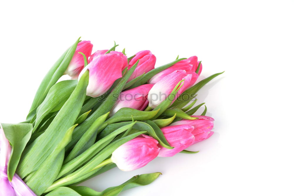 Similar – Tulips Bouquet of flowers