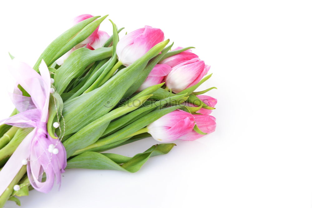 Similar – Image, Stock Photo Hello Spring Plant Bright