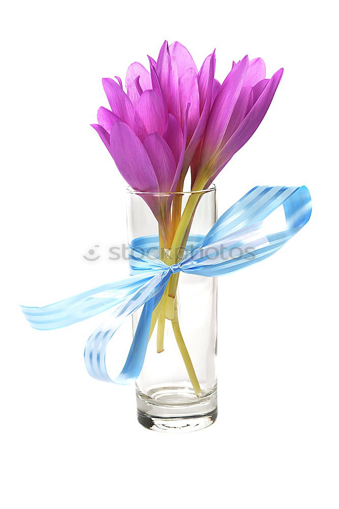 Similar – love trial Crocus Flower