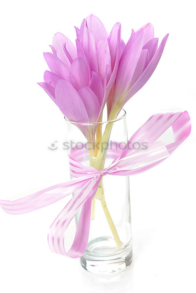 love trial Crocus Flower