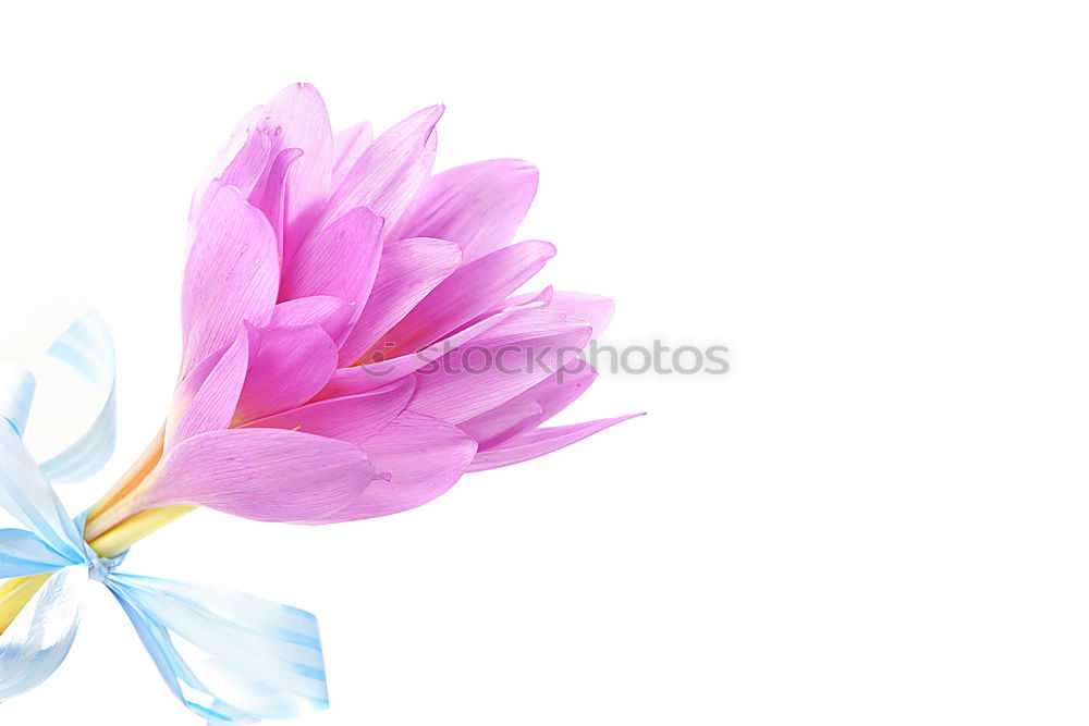 Similar – Image, Stock Photo orchid Elegant Style