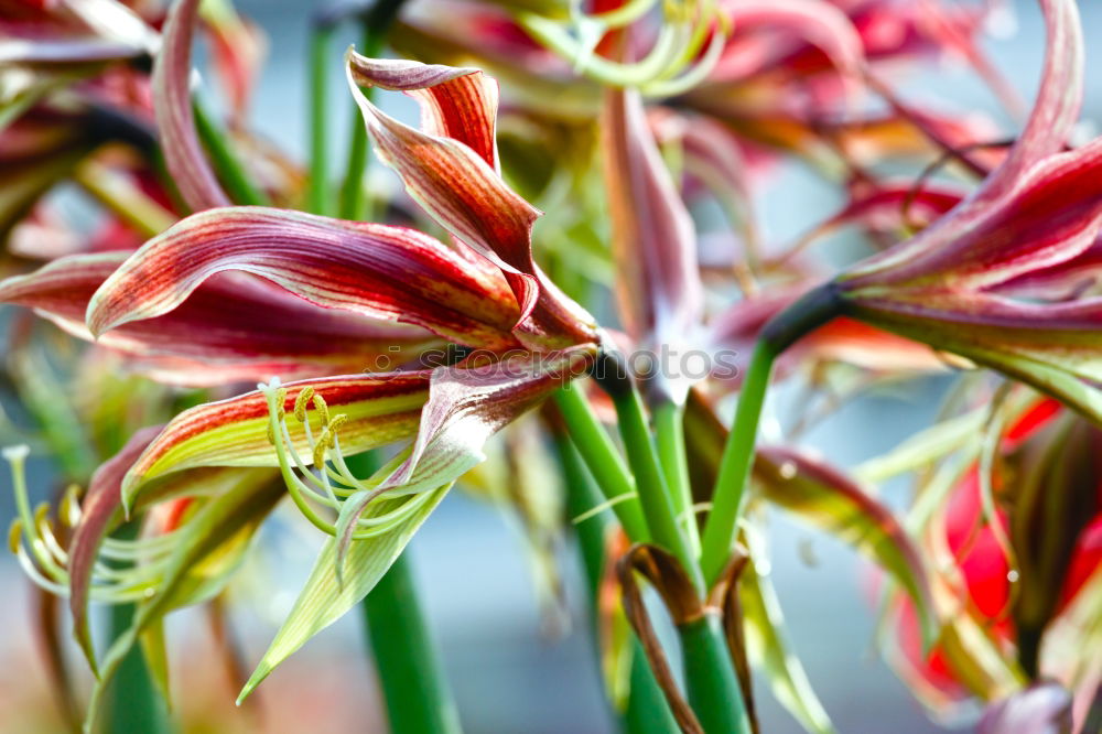 Similar – Flowers Bouquet Of Spring Wet Tulips On Table