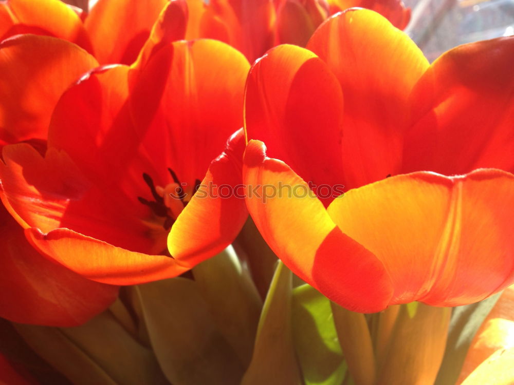 Similar – tulips Tulip Flower