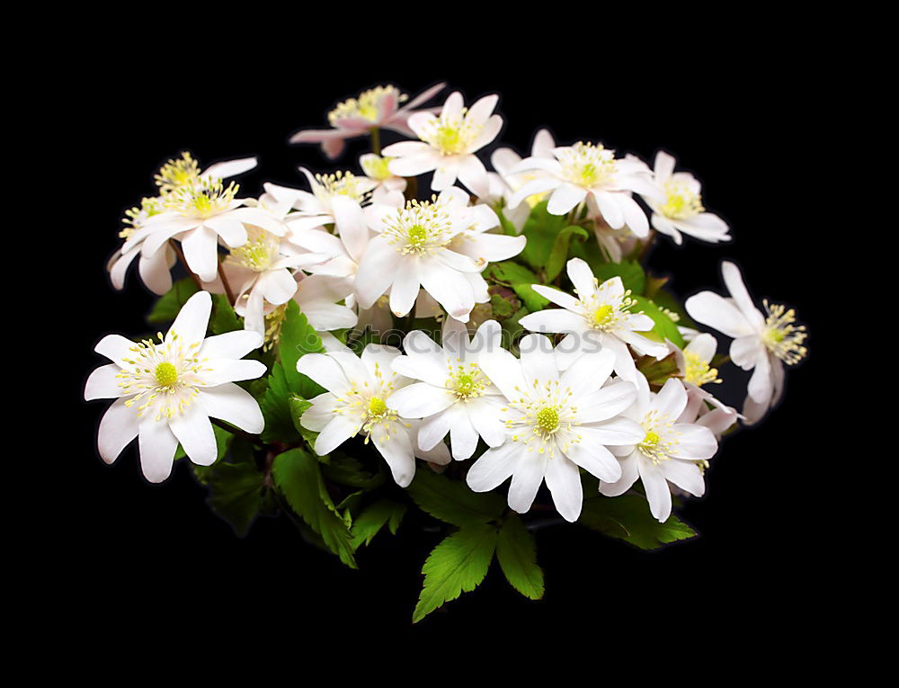 Similar – Image, Stock Photo White sea of flowers