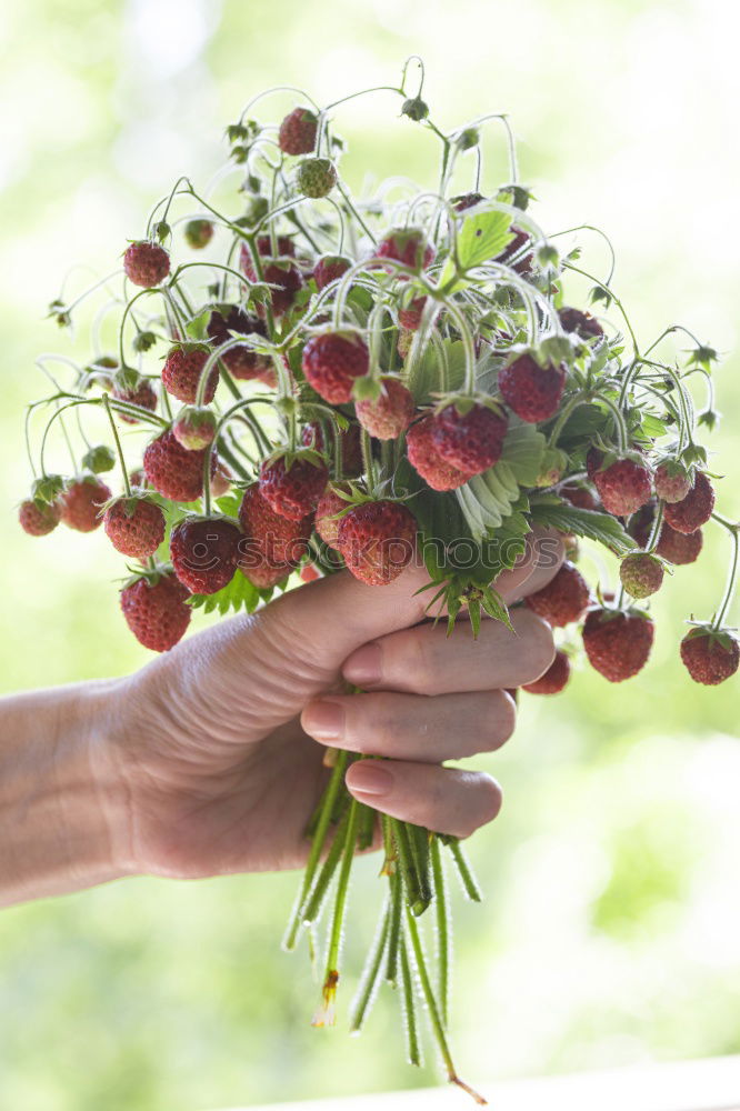 Similar – Image, Stock Photo Binding a bouquet of garden flowers