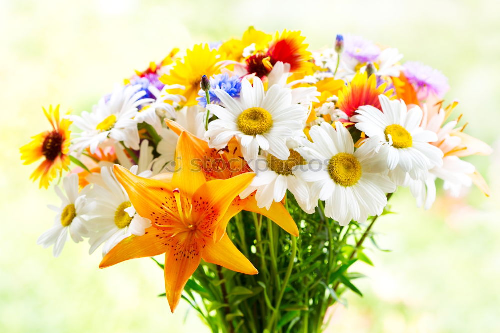 Similar – Frühlingsblumen bei Sommertemperaturen