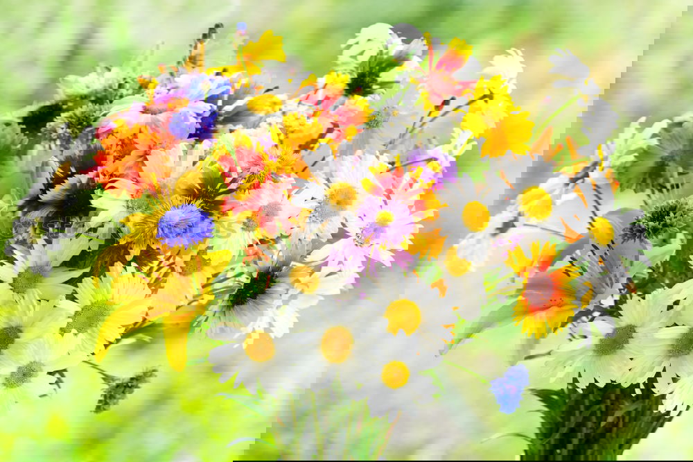 Similar – Image, Stock Photo Sunny bouquet of flowers in the garden